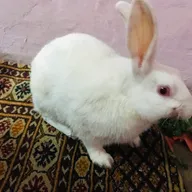 BIRDS & RABBITS Clinic In Delhi photo