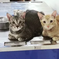 Blu Cross Veterinary Hospital photo