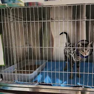 Blue Cross Vets Clinic- Pet X-Ray | Pets Blood Check | Animal Ultrasonography Navi Mumbai Kharghar photo