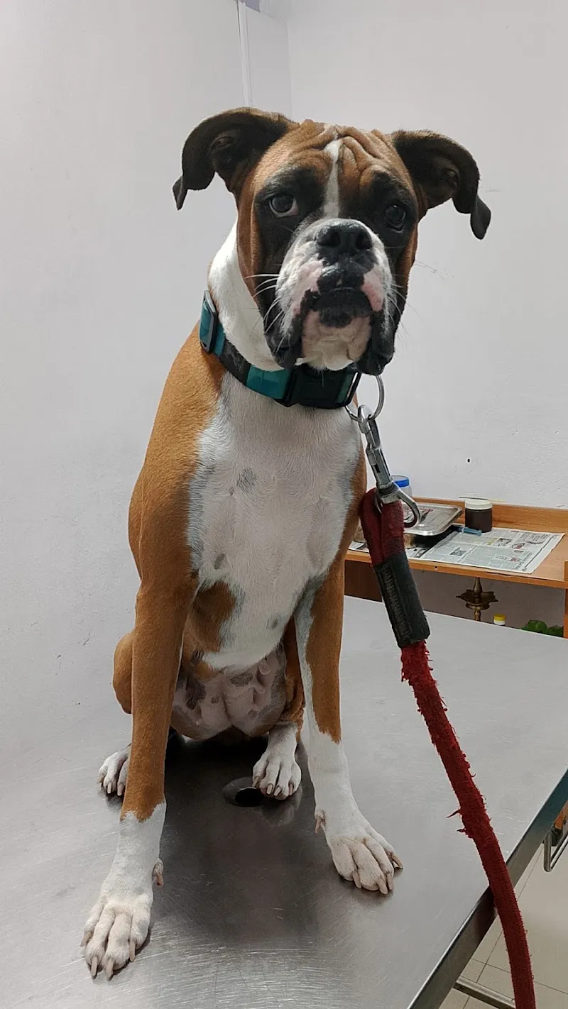 BTM PETS CLINIC photo