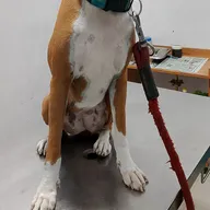 BTM PETS CLINIC photo