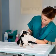 Cadovet Pet Clinic photo