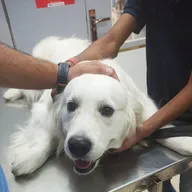 Capital Vets – Pet Clinic photo