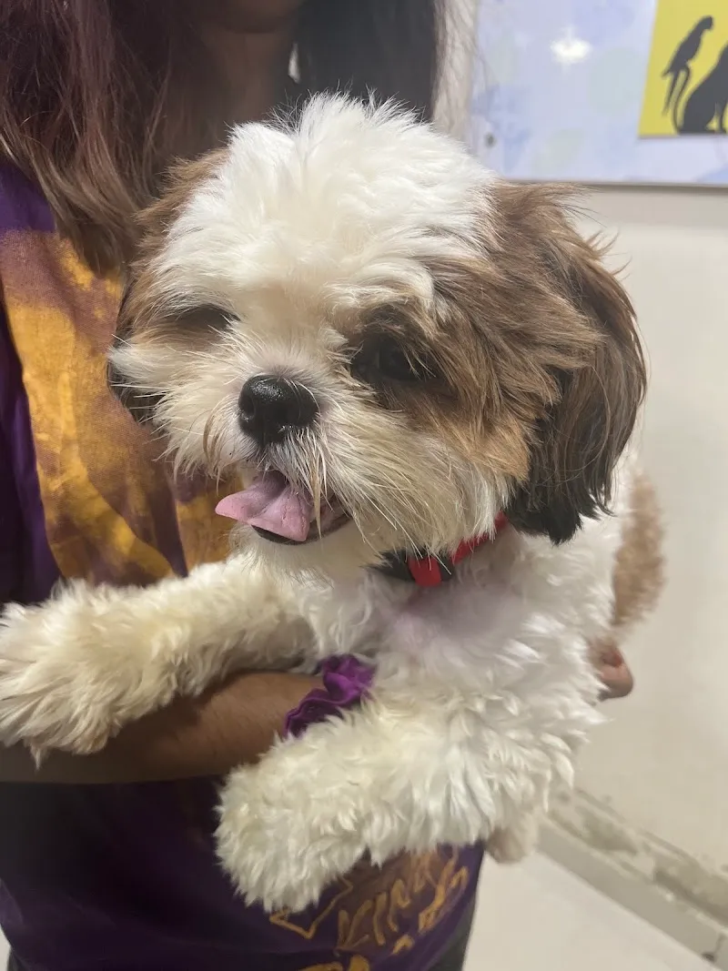 Cessna Lifeline Veterinary Hospital – Domlur photo