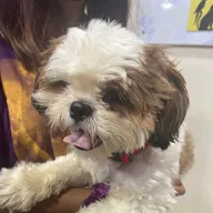 Cessna Lifeline Veterinary Hospital – Domlur photo