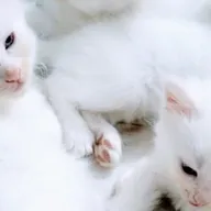 Chauhan Pet Clinic & Grooming. photo