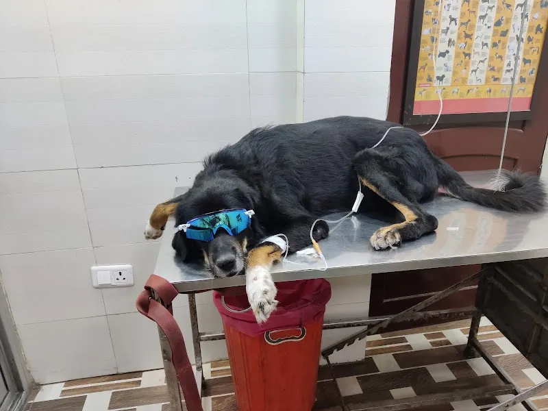 City Pets Care Center (Dwarka Sector 6) photo