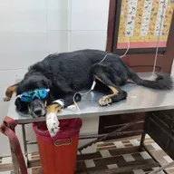 City Pets Care Center (Dwarka Sector 6) photo