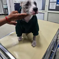 CP Vet (Palam Vihar branch) photo