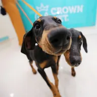 Crown Vet Aundh photo