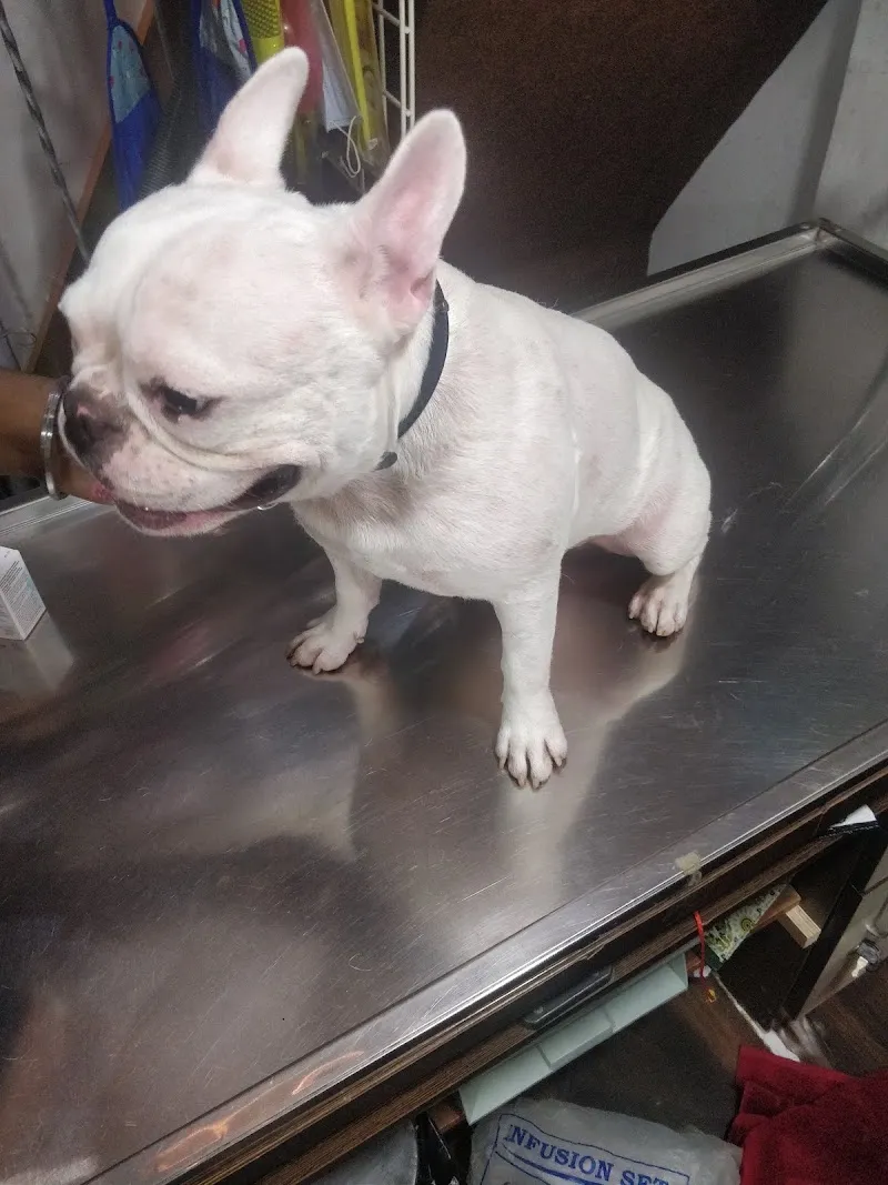 CURE & CARE PETS DOCTOR VETERNARY DOCTOR PET SHOP PET SALOON photo