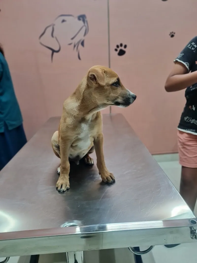 Curio Pets Clinic photo