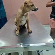 Curio Pets Clinic photo