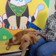 DCC Animal Hospital Jaipur photo