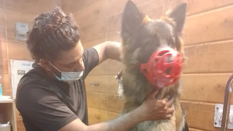 Deep Pet Care photo