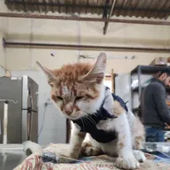 Delhi administration veterinary hospital photo