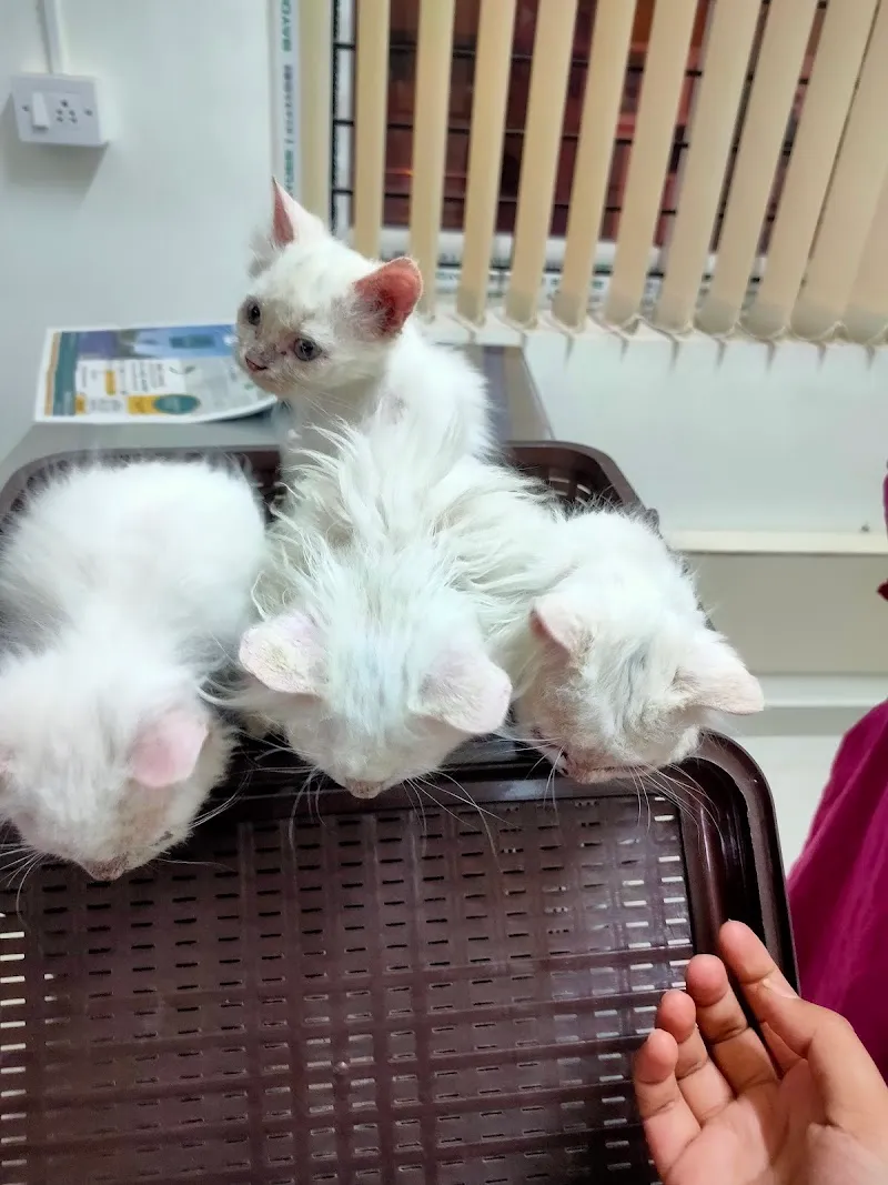 Dhrita pet clinic photo