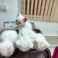 Dhrita pet clinic photo