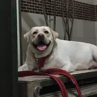 Dog and cat clinic photo