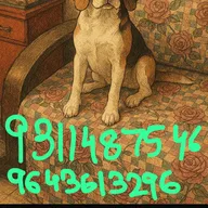 Dog Care Centre (Rohini Sector 7) photo