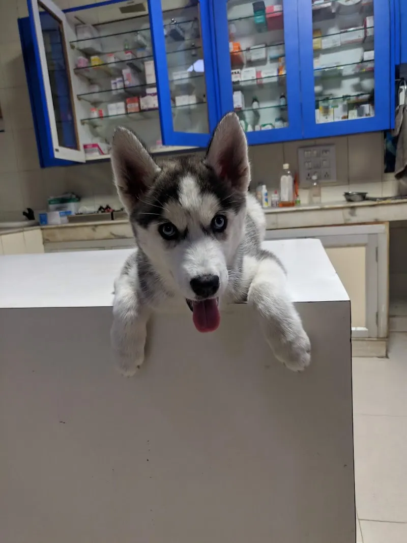 Dog Care Centre photo