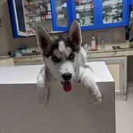 Dog Care Centre photo