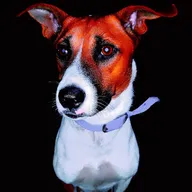Dog Clinic photo