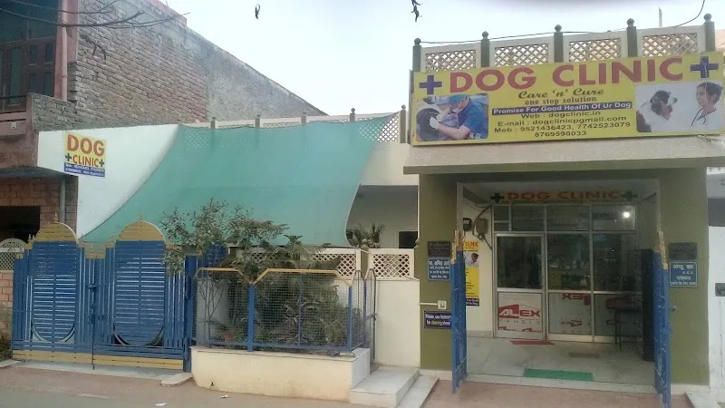 Dog Clinic photo