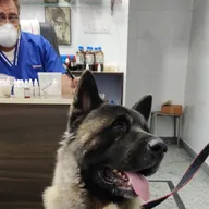Dog Clinic (Sarita Vihar) photo