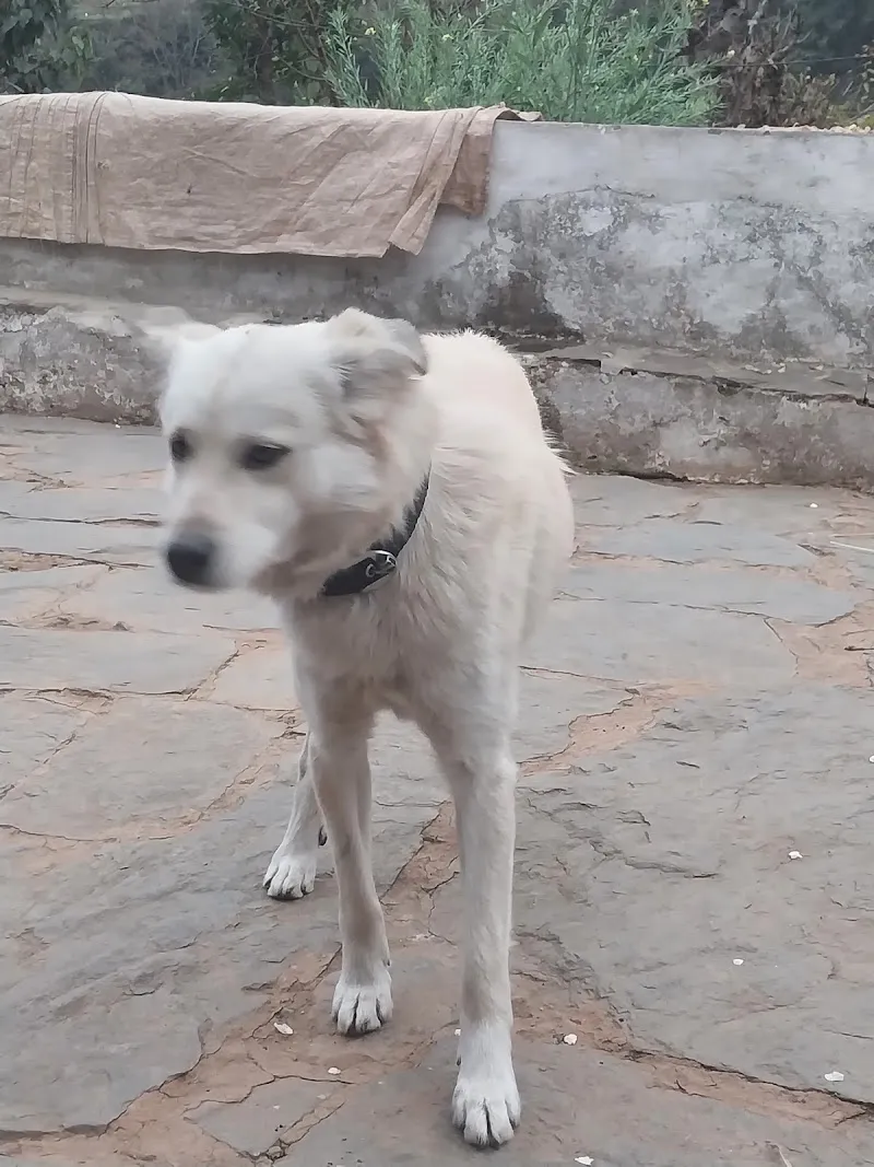 Dogs and Cats Clinic (East of Kailash) photo
