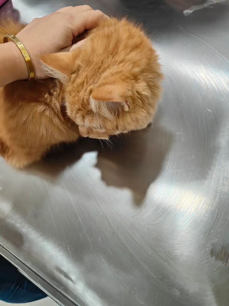 Doodles Pet Care – Veterinary clinic photo