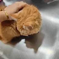 Doodles Pet Care – Veterinary clinic photo
