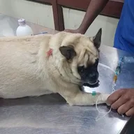 Dr. Anand’s Pets Hospital (Vikaspuri) photo