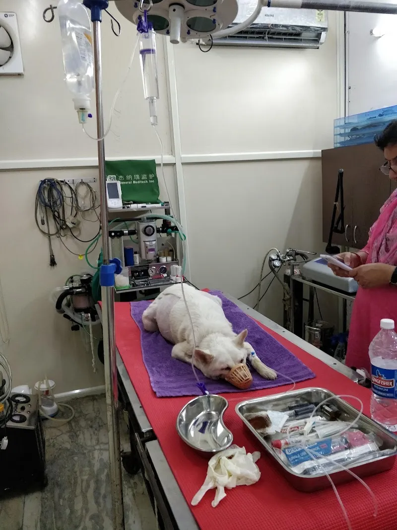 Dr. Bhupender Pet Laser Clinic photo
