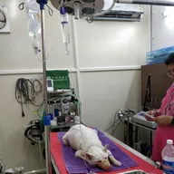 Dr. Bhupender Pet Laser Clinic photo