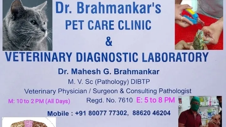 Dr. Brahmankar’s Vet | Pet Clinic | Doctor | handewadi | Pune photo