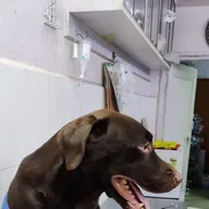 Dr. Choudhary Dog Clinic photo