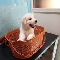 DR. DAHEKAR PET CLINIC & PET SHOP photo