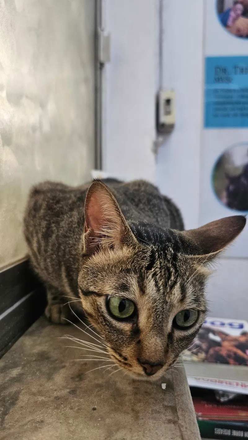 Dr. Deepa Katyal’s AWRC – The Vet Clinic for your Pet’s concerns photo