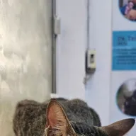 Dr. Deepa Katyal’s AWRC – The Vet Clinic for your Pet’s concerns photo