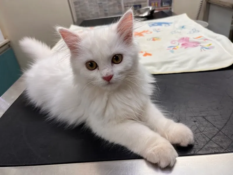 Dr Deesha’s Pet Care Center photo