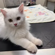 Dr Deesha’s Pet Care Center photo
