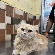 Dr. Dheeraj Pets Clinic & Surgery Centre photo