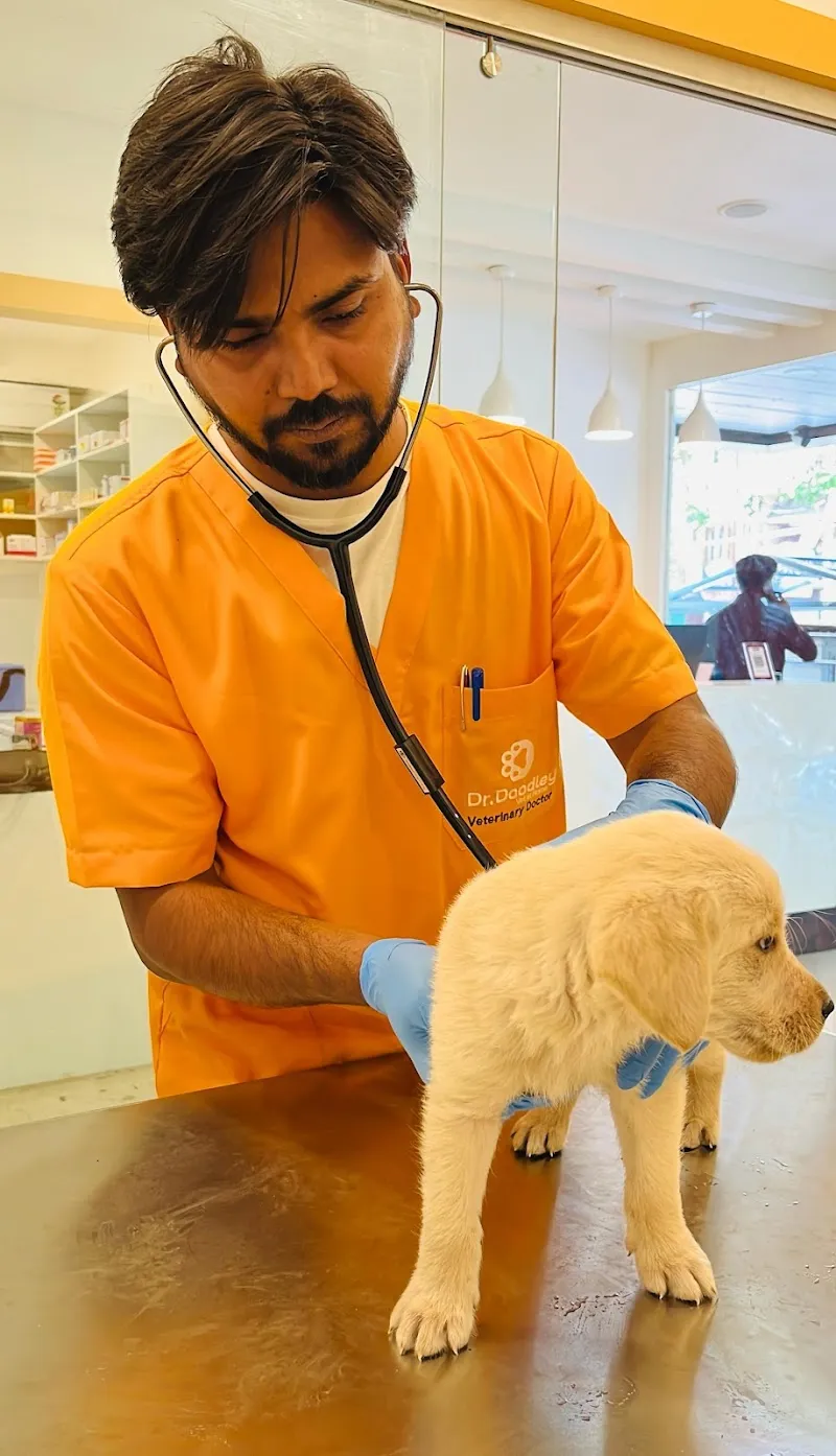 Dr. Doodley Pet Hospital Jayanagar – 24×7 photo