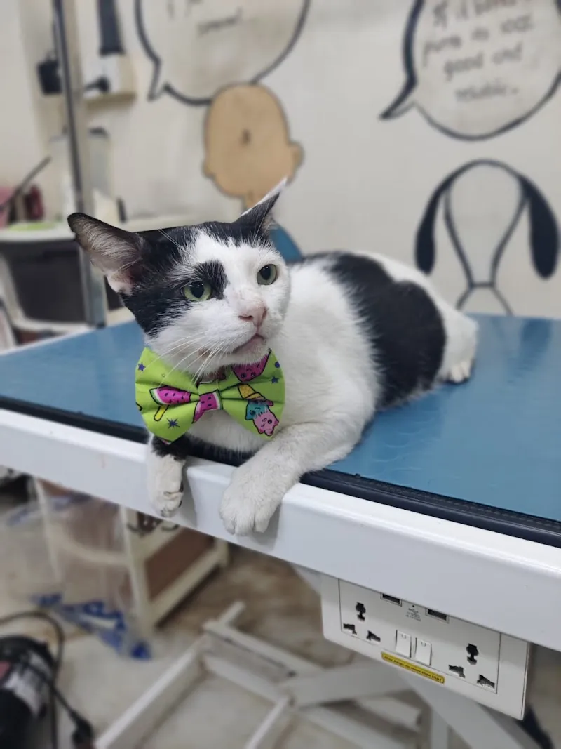 Dr.Fernaz’s Pets Clinic photo