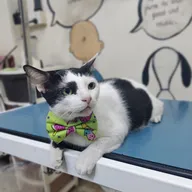 Dr.Fernaz’s Pets Clinic photo