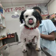 Dr Gyan Pet Clinic & Surgery Centre photo