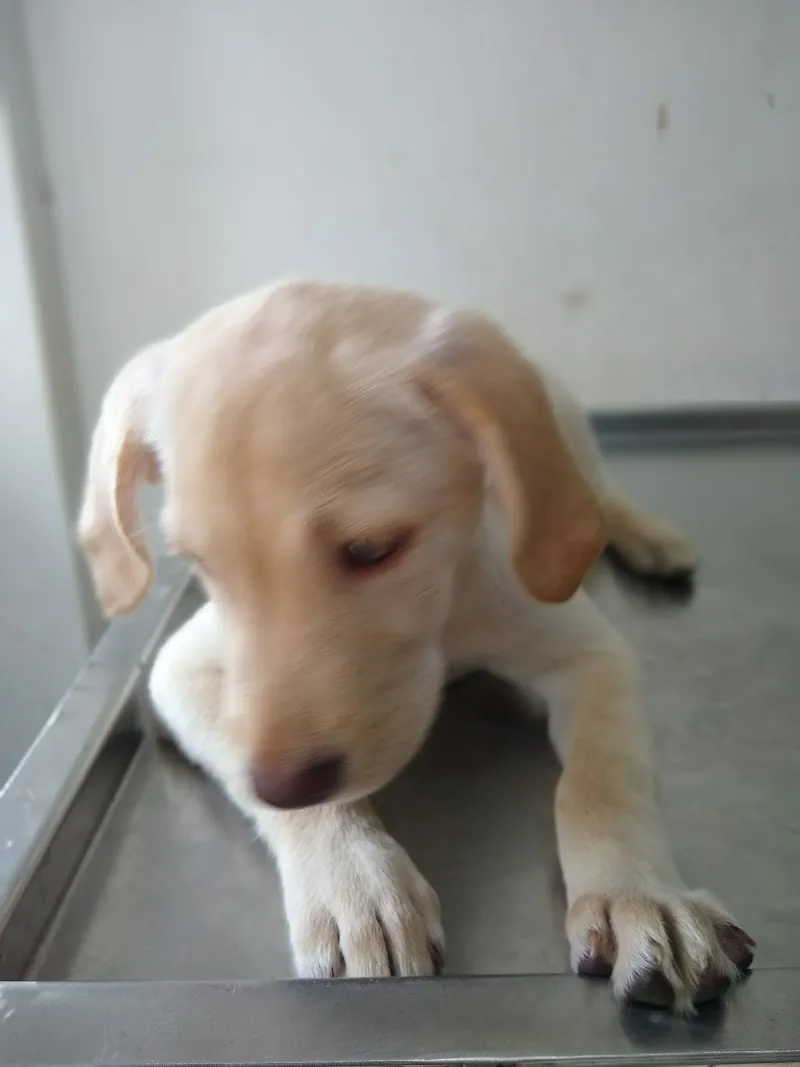 Dr. Jagtap’s pets clinic photo