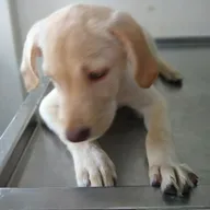 Dr. Jagtap’s pets clinic photo
