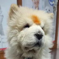 Dr Kamesh Sachan (Veterinary Consultant and Surgeon) photo